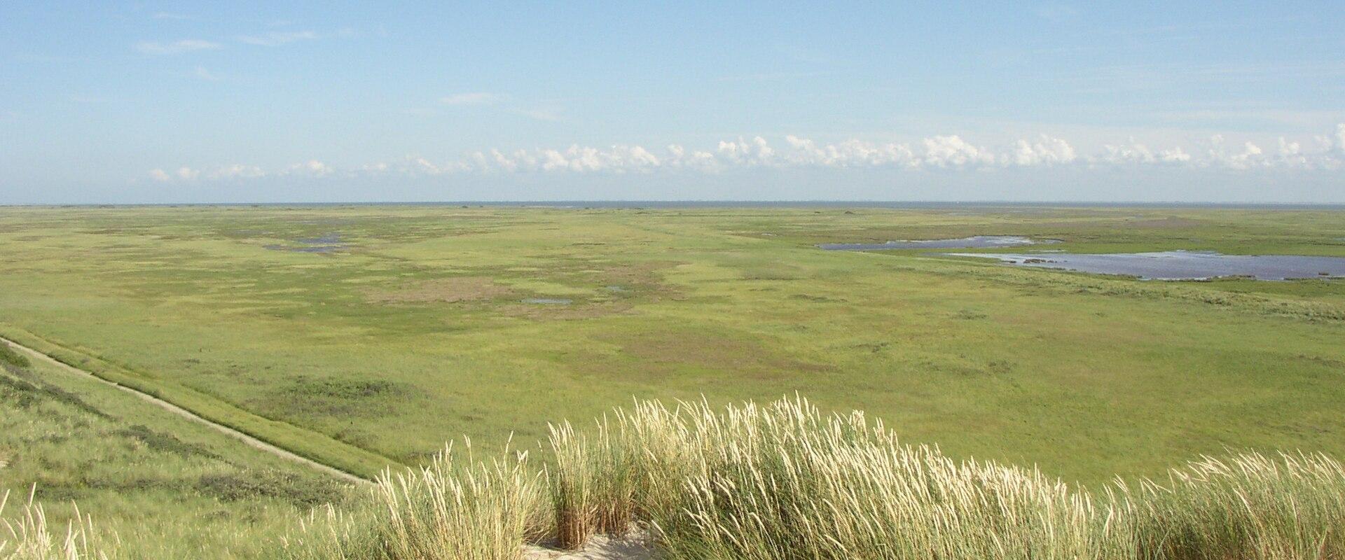 A wide landscape view of a flat, green salt marsh or tidal flat area with sand dunes and marram grass in the foreground under a blue sky.