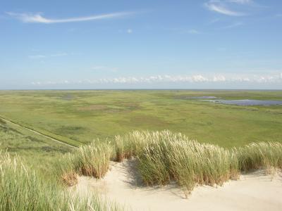 A wide landscape view of a flat, green salt marsh or tidal flat area with sand dunes and marram grass in the foreground under a blue sky.