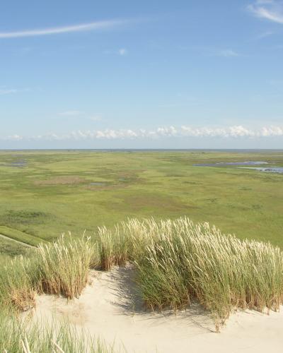 A wide landscape view of a flat, green salt marsh or tidal flat area with sand dunes and marram grass in the foreground under a blue sky.