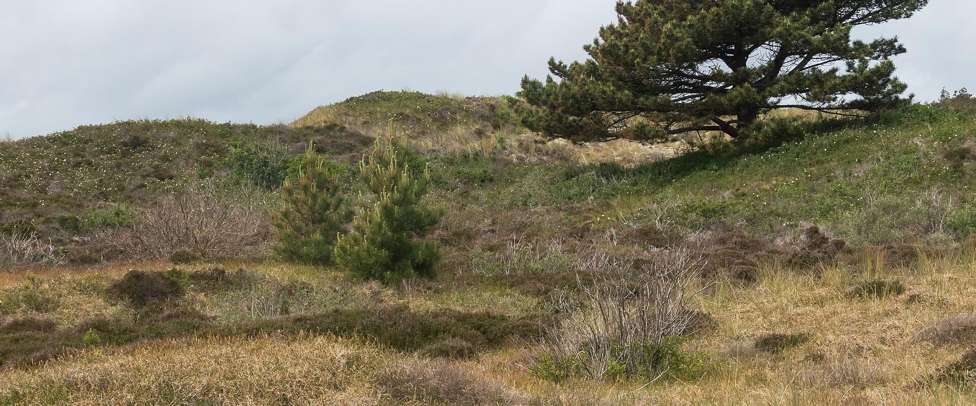 Dunes of Texel National Park