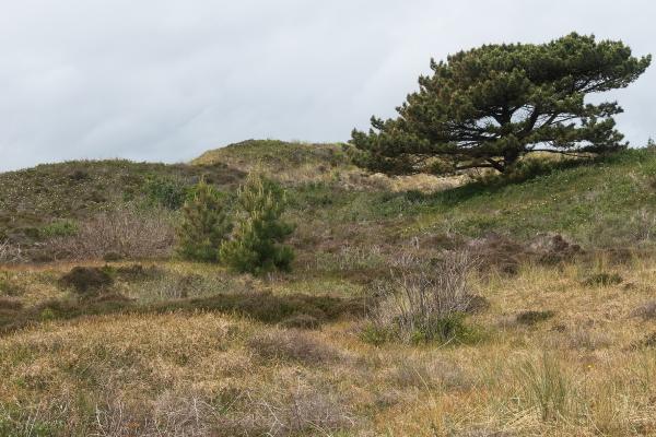 Dunes of Texel National Park