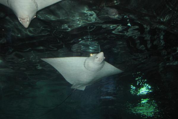 Burgers' Zoo