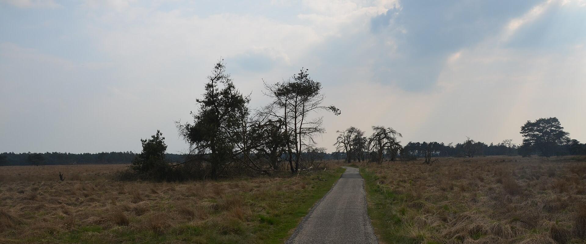 Heathland path through De Hoge Veluwe National Park
