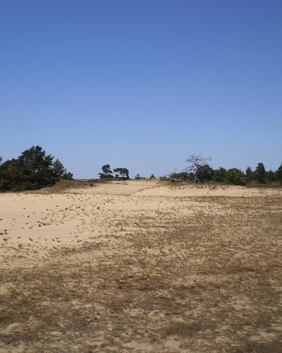 Open drifting sands of the Kootwijkerzand