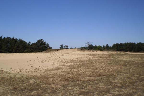 Kootwijkerzand 4.0-km Loop Trail