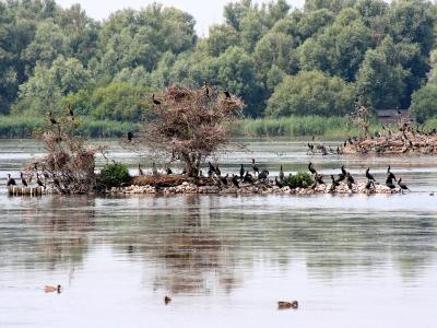 Birds on a wooded islet in the Lepelaarplassen