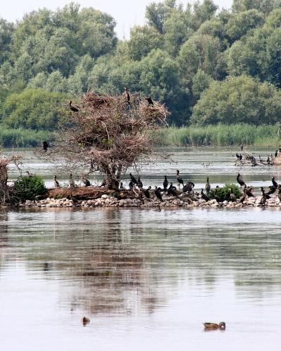 Birds on a wooded islet in the Lepelaarplassen