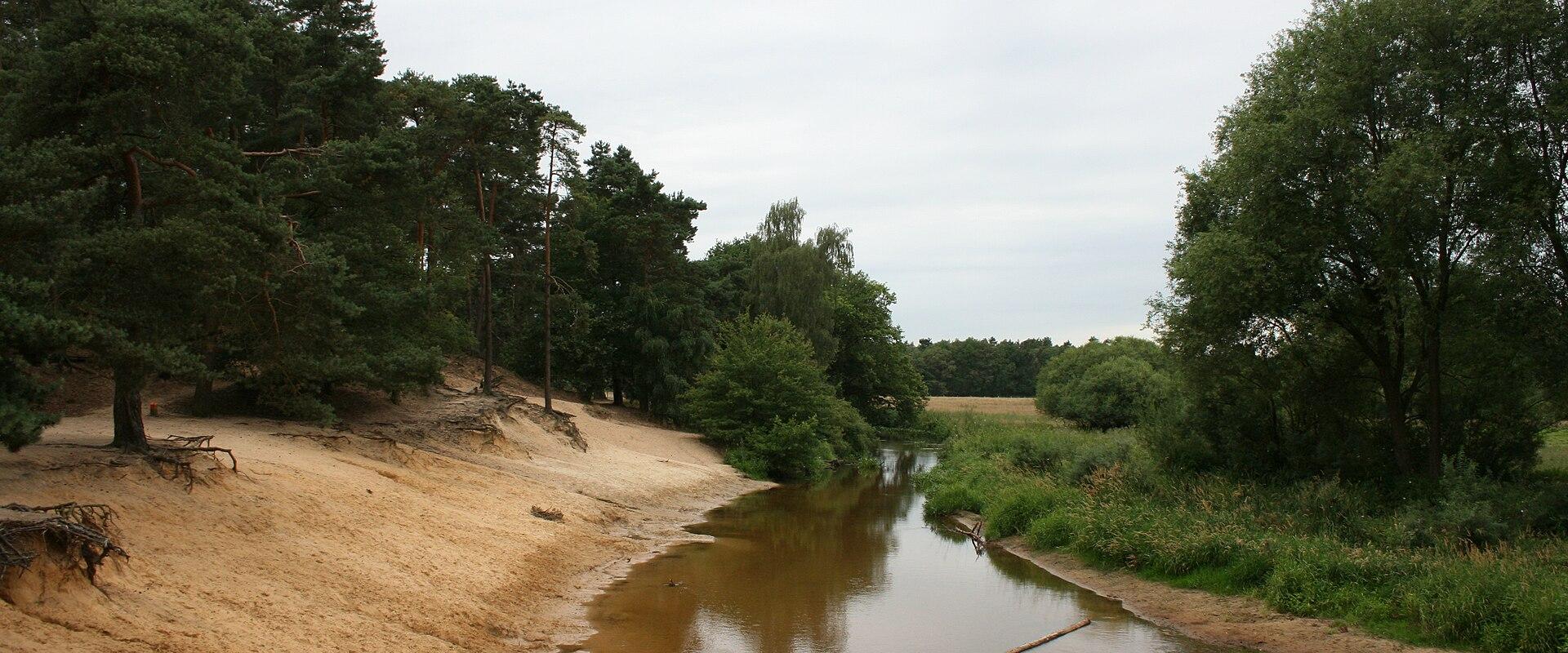 The Dinkel river curving past sandy banks and pines at the Lutterzand