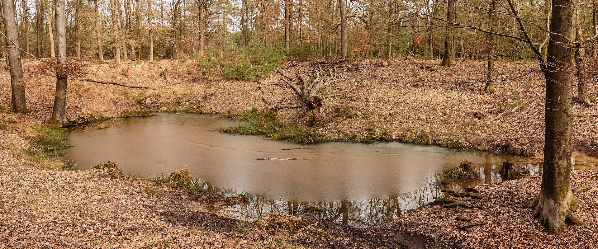 Woodland pond in the Kroondomein Het Loo royal estate near Apeldoorn