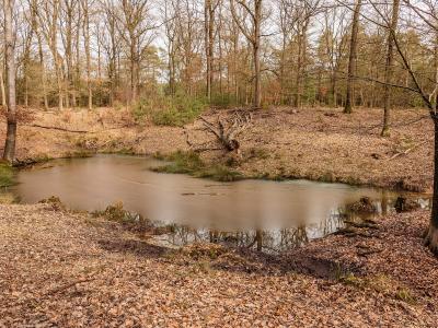 Woodland pond in the Kroondomein Het Loo royal estate near Apeldoorn