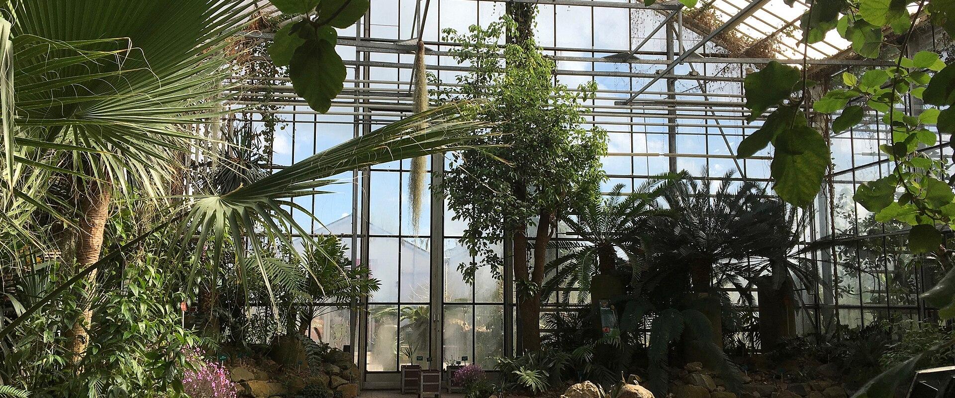 The tropical glasshouse of the Utrecht University Botanic Gardens
