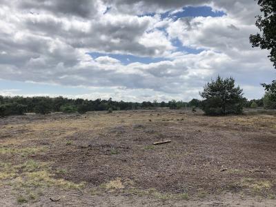Heathland and burial mounds of De Borkeld