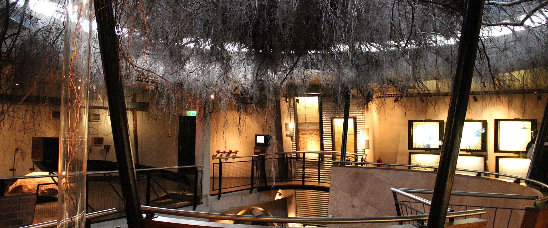 Inside Museonder, with the roots of a beech tree hanging from the ceiling