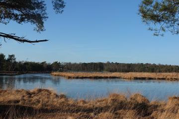 Kalmthoutse Heide