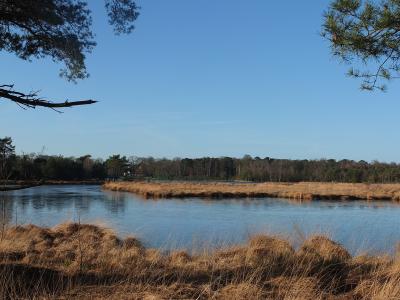 Kalmthoutse Heide