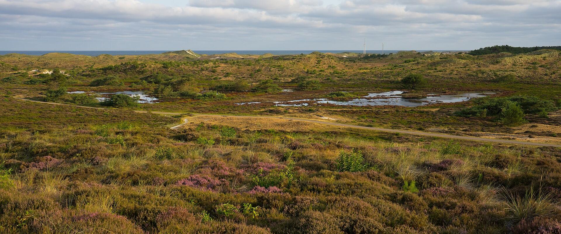 Heath and dunes in the Schoorlse Duinen