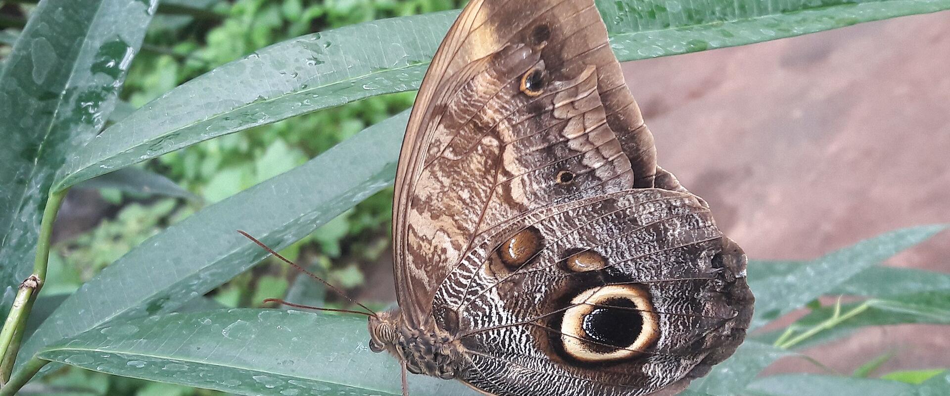 Utrecht Botanic Gardens