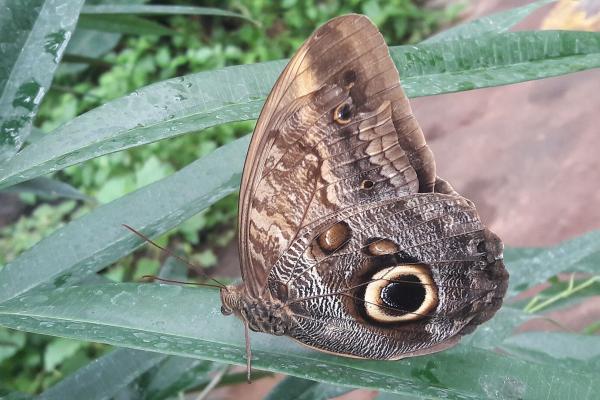 Utrecht Botanic Gardens