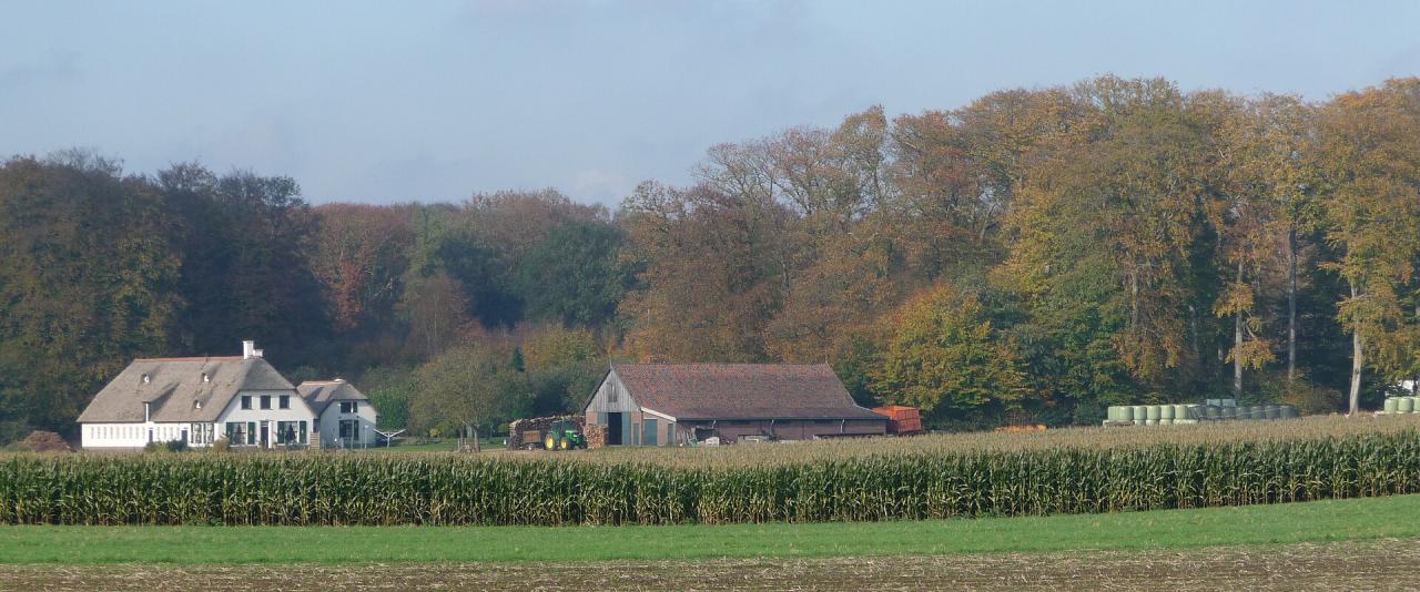 1. A rural Dutch farmstead with a white farmhouse and brown barn, set behind a field of tall corn (maize) under autumnal trees, with hay bales visible on the right.