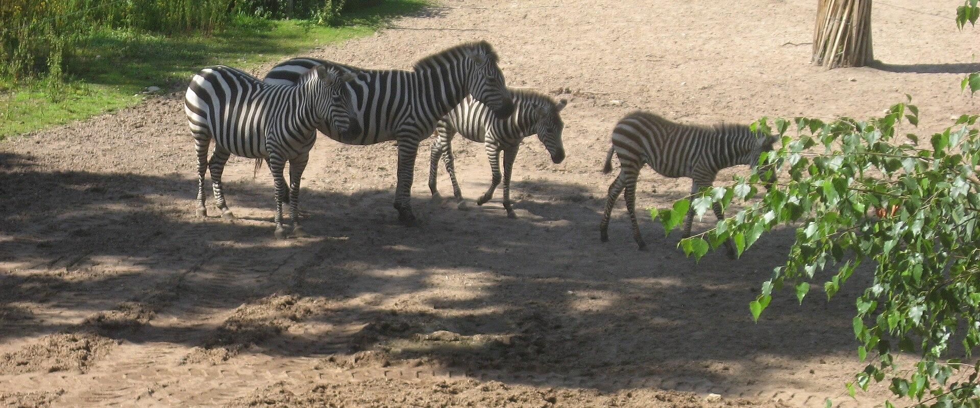 Burgers' Safari