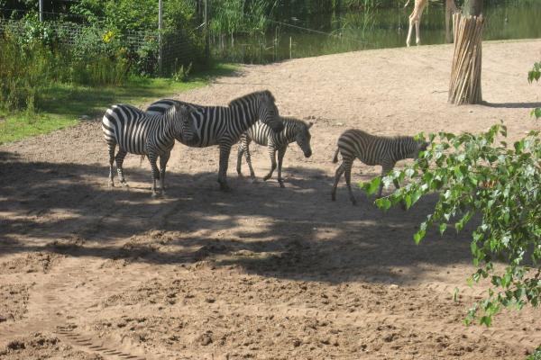 Burgers' Safari