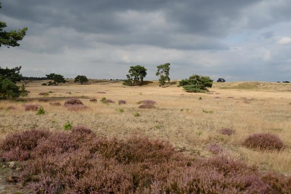 Beautiful biking at Hoge Veluwe at saturday 15 September 2012 - panoramio