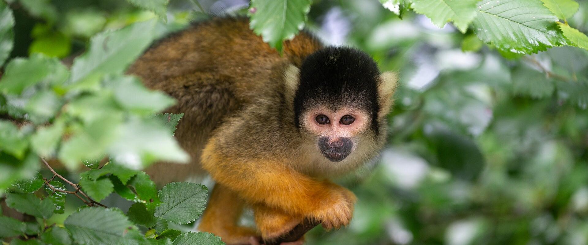Apenheul Zoo Through My Lens