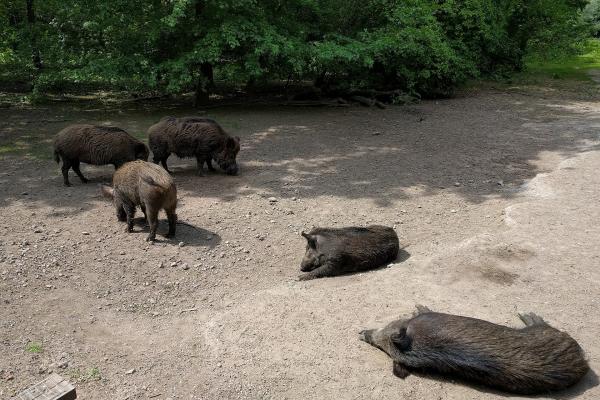 Natuurpark Lelystad