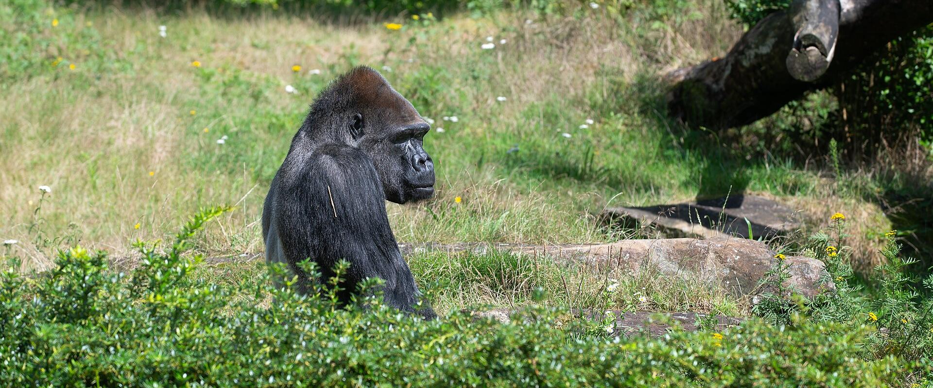 Gorilla in the Apenheul primate park, Apeldoorn