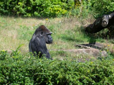 Gorilla in the Apenheul primate park, Apeldoorn