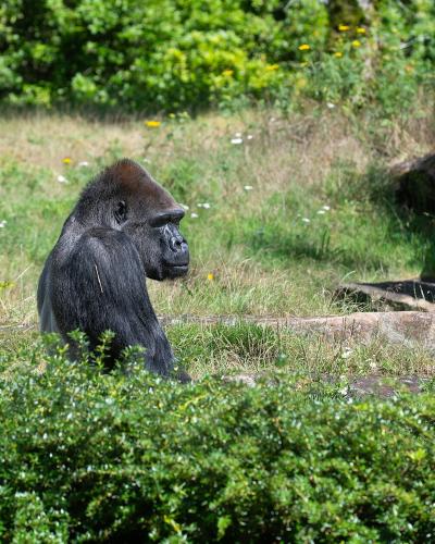 Gorilla in the Apenheul primate park, Apeldoorn