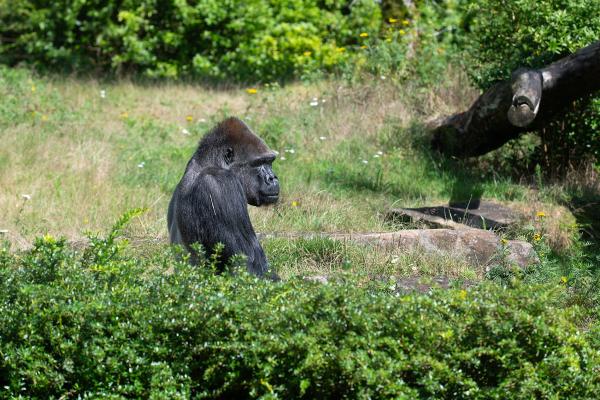 Apenheul Primate Park