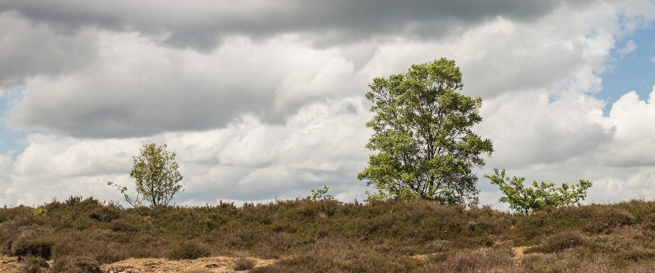 Heathland in Drenthe