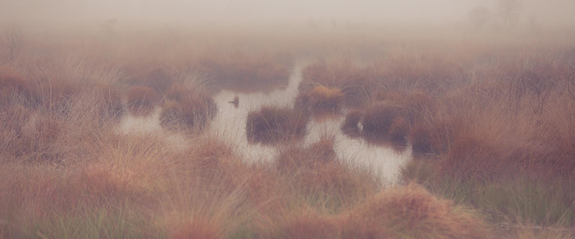 Misty bog pools and heather in the Haaksbergerveen