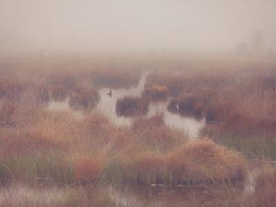 Misty bog pools and heather in the Haaksbergerveen