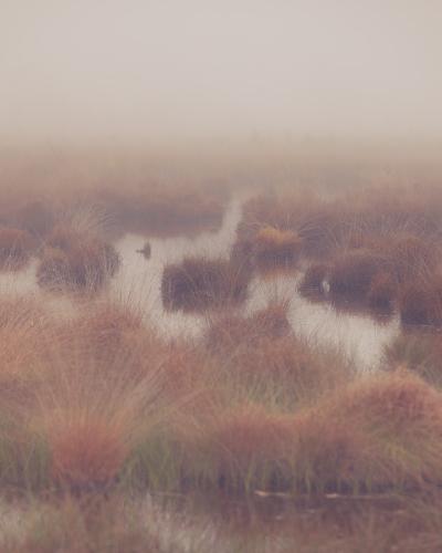 Misty bog pools and heather in the Haaksbergerveen