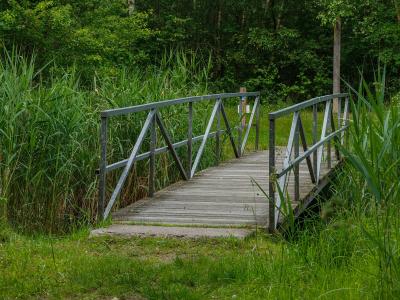 A footbridge through the reeds of Lauwersmeer National Park