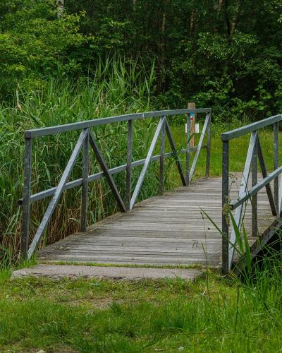 A footbridge through the reeds of Lauwersmeer National Park