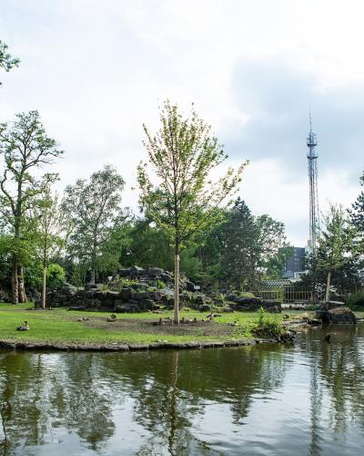 Pond in the Rensenpark, Emmen