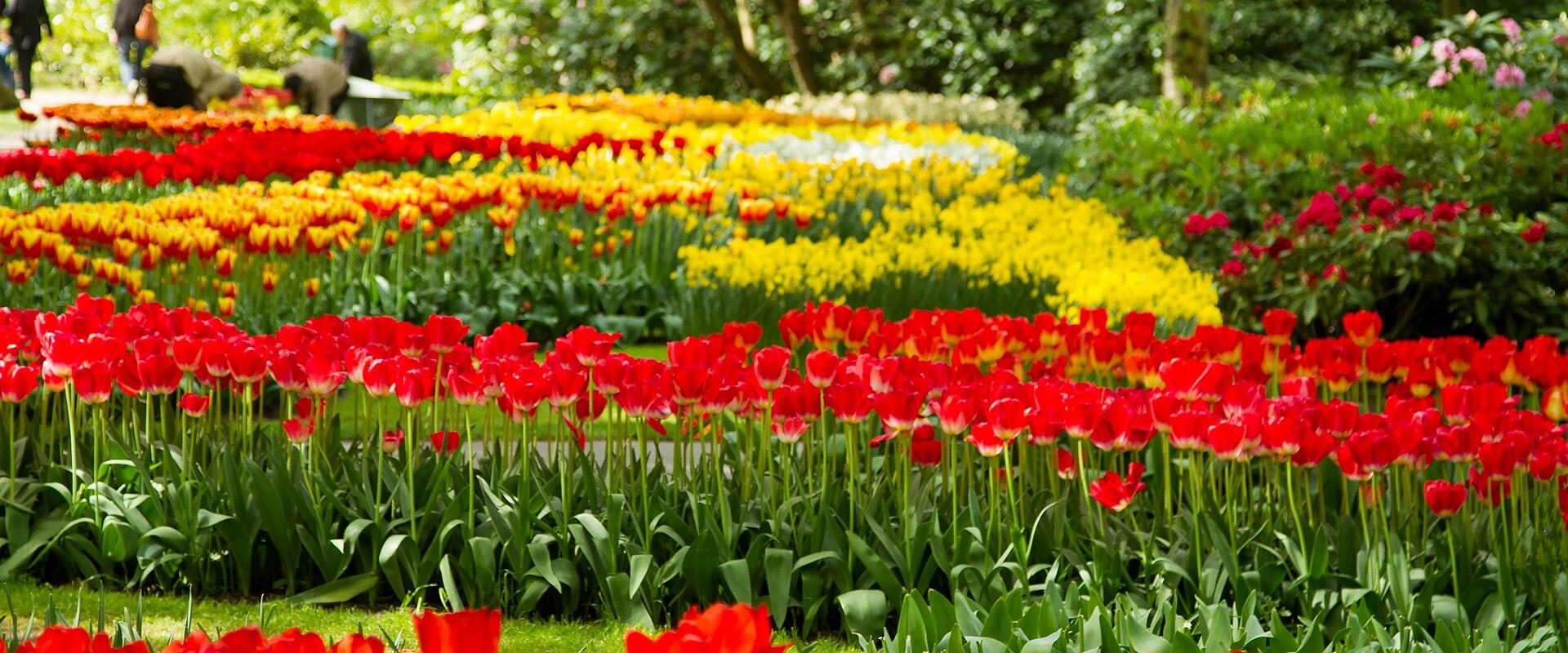 Tulip beds at Keukenhof