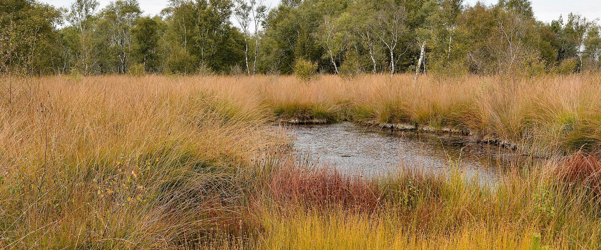17 trails in De Groote Peel National Park