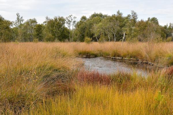 17 trails in De Groote Peel National Park