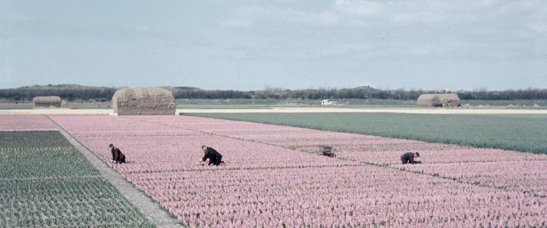 Rows of pink bulb fields in flower near Lisse