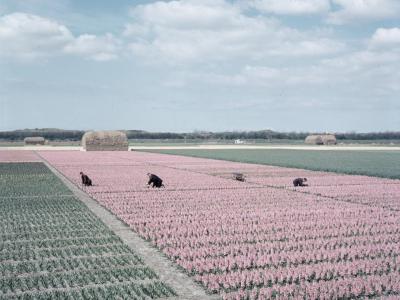 Rows of pink bulb fields in flower near Lisse