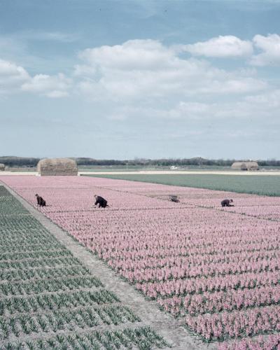 Rows of pink bulb fields in flower near Lisse