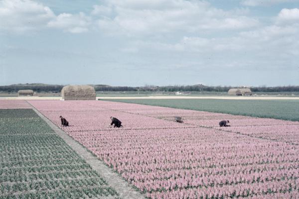 Tulip Fields (around Lisse)