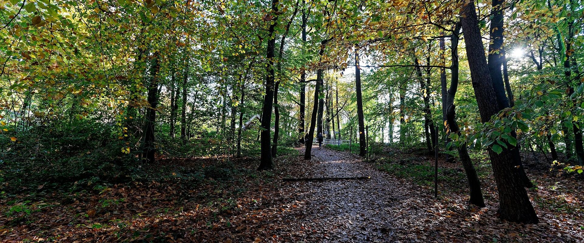 Autumn Colors in Dutch Forests