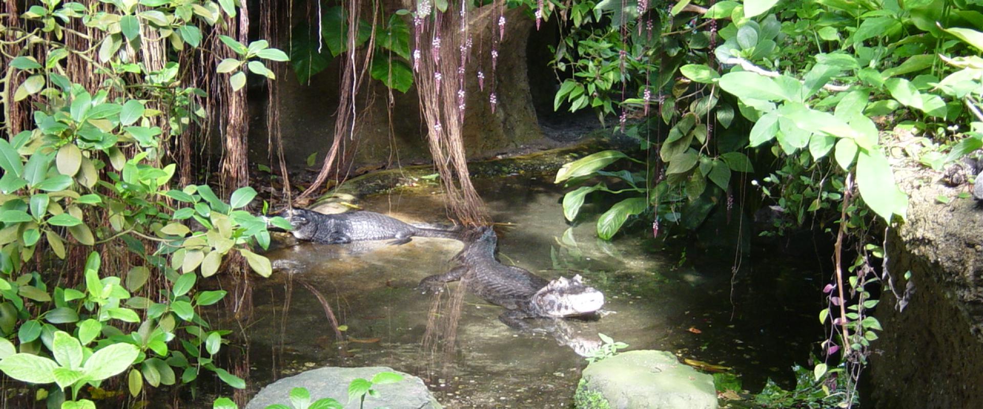 The rainforest hall of the Burgers' Bush at Burgers' Zoo, Arnhem