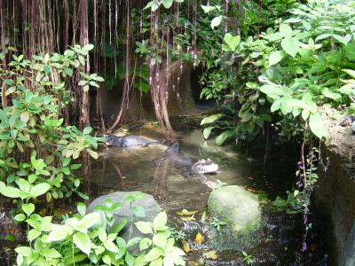 The rainforest hall of the Burgers' Bush at Burgers' Zoo, Arnhem