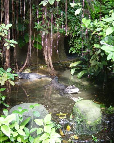 The rainforest hall of the Burgers' Bush at Burgers' Zoo, Arnhem